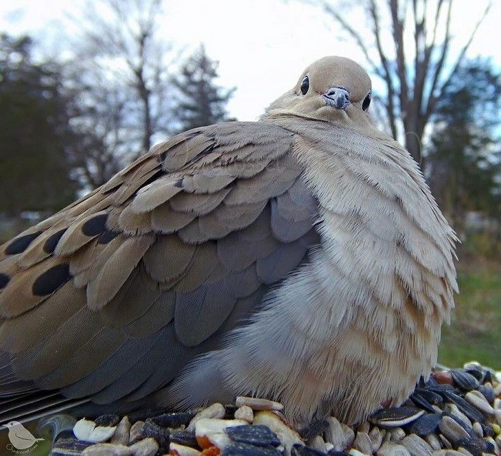 Krema Mantar Soslu Makarna